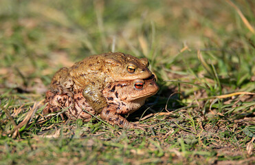 A pair of breeding Common Toads, with the male on the back of the female