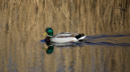 A single swimming male mallard duck reflecting in the calm waters of the lake