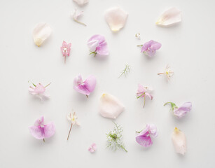 Pattern of flowers and petals on a white background
