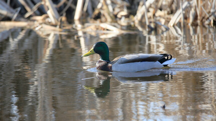 Fototapeta premium A single swimming male mallard duck reflecting in the calm waters of the lake