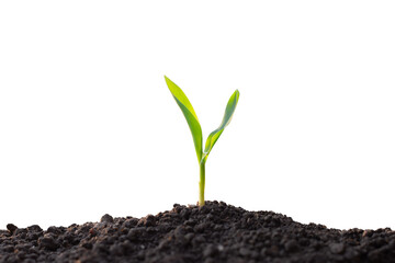 Corn seedlings are thriving from fertile soil on a white background.