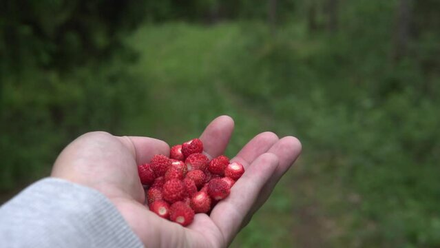 A handfull of wild strawberries in the forest. Swedish nature summertime. Slow motion footage.
