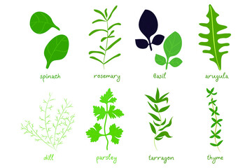 Set of different cooking herbs