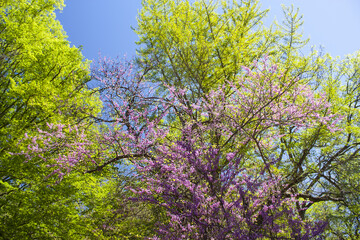 Blossoming of the Eastern Redbud tree  (Cercis canadensis)