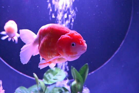 金魚 の画像 105 807 件の Stock 写真 ベクターおよびビデオ Adobe Stock