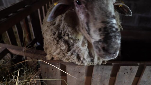 Ram Bleating in the Barn, Close up on Domestic Animal, Selective Focus