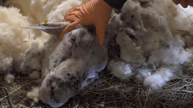 Farmer Calming Ram during Shearing Process, Hand on Head in Close Up