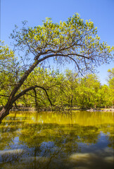 Fototapeta na wymiar Lake in National Reserve Askania-Nova, Ukraine