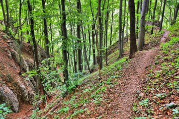 Forest hike in Malopolska, Poland