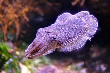 Une seiche de mer © feuerpferd1111