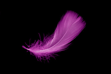 violet feather goose on a black isolated background
