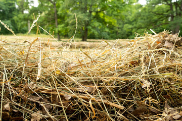 Windrow of freshly cut grass in the field at the end of the summer.