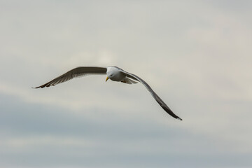 Fototapeta na wymiar Seagull in Aiguamolls De L Emporda Nature Reserve, Spain