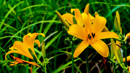 Fototapeta premium ニッコウキスゲ 夏の花 上高地