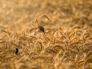 Sparrow in flight