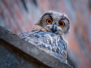 Eagle owl