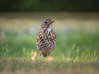 Bird in th grass