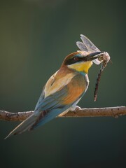 Bee-eater on branch
