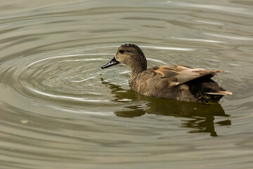 Mallard in spring in Aiguamolls De L Emporda Nature Park, Spain