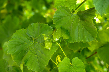 Wild grapes leaves on the green background.