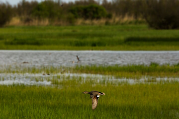 Egyptian goose in Aiguamolls De L Emporda Nature Reserve, Spain