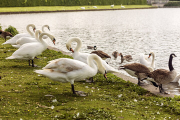 Swans and geese on lake shore. Waterfowl resting on the grass.