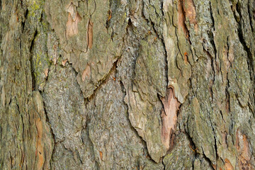 Bark tree texture background close up.