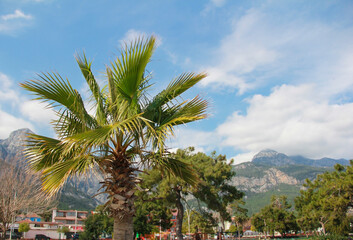 Fototapeta na wymiar green palm tree on a background of blue sky and white clouds