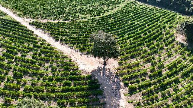 Farmland rural landscape. Farming scenery. Harvest time at rural life. Farm land rustic countryside scenic aerial landscape. Rural life scenery. Agriculture field environment.