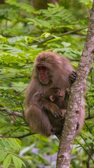 母猿に抱かれる子猿　上高地