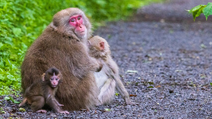 ニホンザルの親子　兄弟　上高地