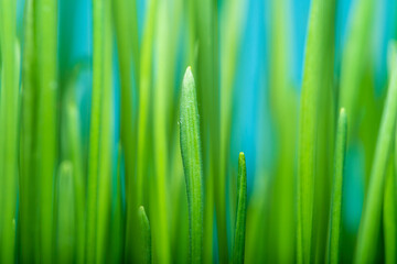 Fototapeta na wymiar Close-up of growing fresh grass in soft focus. Green background on the theme of agriculture and growing food. Self-sufficiency with food.