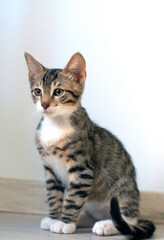 Kitten Bright Portrait Bright Young Cat