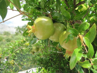 Beautiful view of pomeganate fruits on tree closeup
