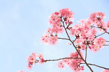 pink cherry blossom
