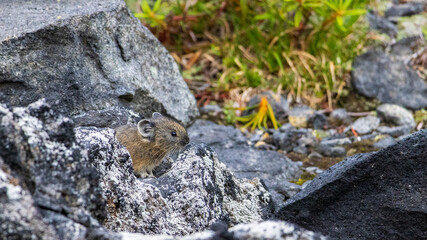 北海道　ナキウサギ　野生動物