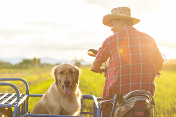 Man and golden retriever on local motorcycle at rice field in the evening