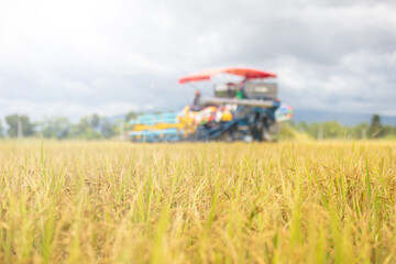 Rice harvest season. Harvest tractor working in rice field at northern