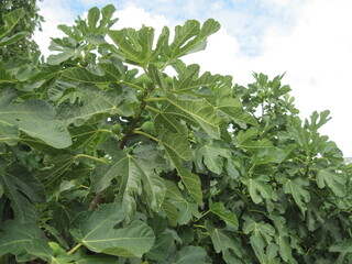 leaves of a plant. figs on a tree
