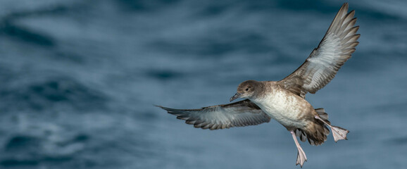 A balearic shearwater (Puffinus mauretanicus) flying in in the Mediterranean Sea and diving to get fish