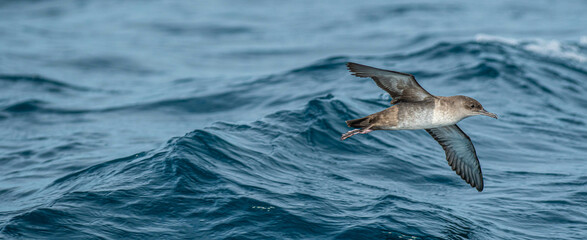 A balearic shearwater (Puffinus mauretanicus) flying in in the Mediterranean Sea and diving to get fish
