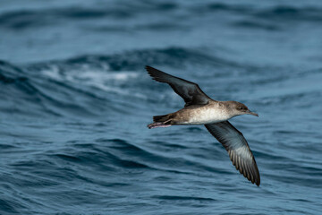A balearic shearwater (Puffinus mauretanicus) flying in in the Mediterranean Sea and diving to get fish