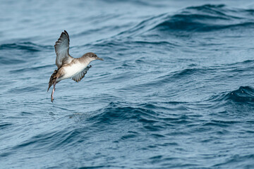 A balearic shearwater (Puffinus mauretanicus) flying in in the Mediterranean Sea and diving to get fish