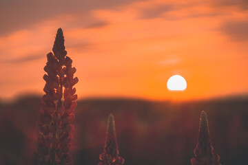 Piękny pomarańczowy zachód słońca na pierwszym planie kwiat łubinu.