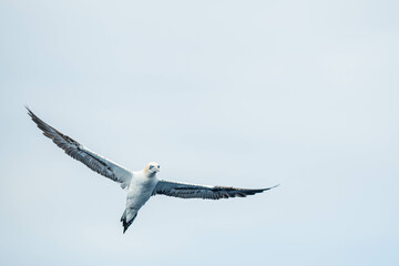 A northern gannet (Morus bassanus) flying over the Mediterranean sea, catching fish.