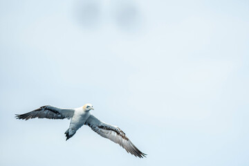 A northern gannet (Morus bassanus) flying over the Mediterranean sea, catching fish.