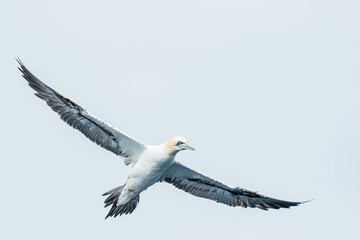 A northern gannet (Morus bassanus) flying over the Mediterranean sea, catching fish.