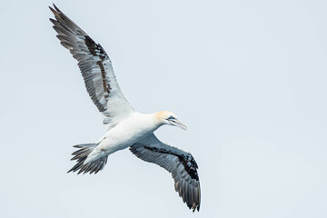 A northern gannet (Morus bassanus) flying over the Mediterranean sea, catching fish.