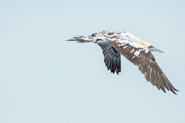 A northern gannet (Morus bassanus) flying over the Mediterranean sea, catching fish.