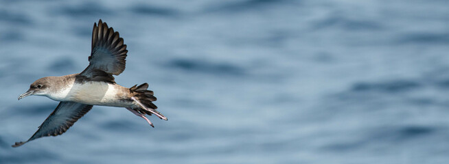 A balearic shearwater (Puffinus mauretanicus) flying in in the Mediterranean Sea and diving to get fish